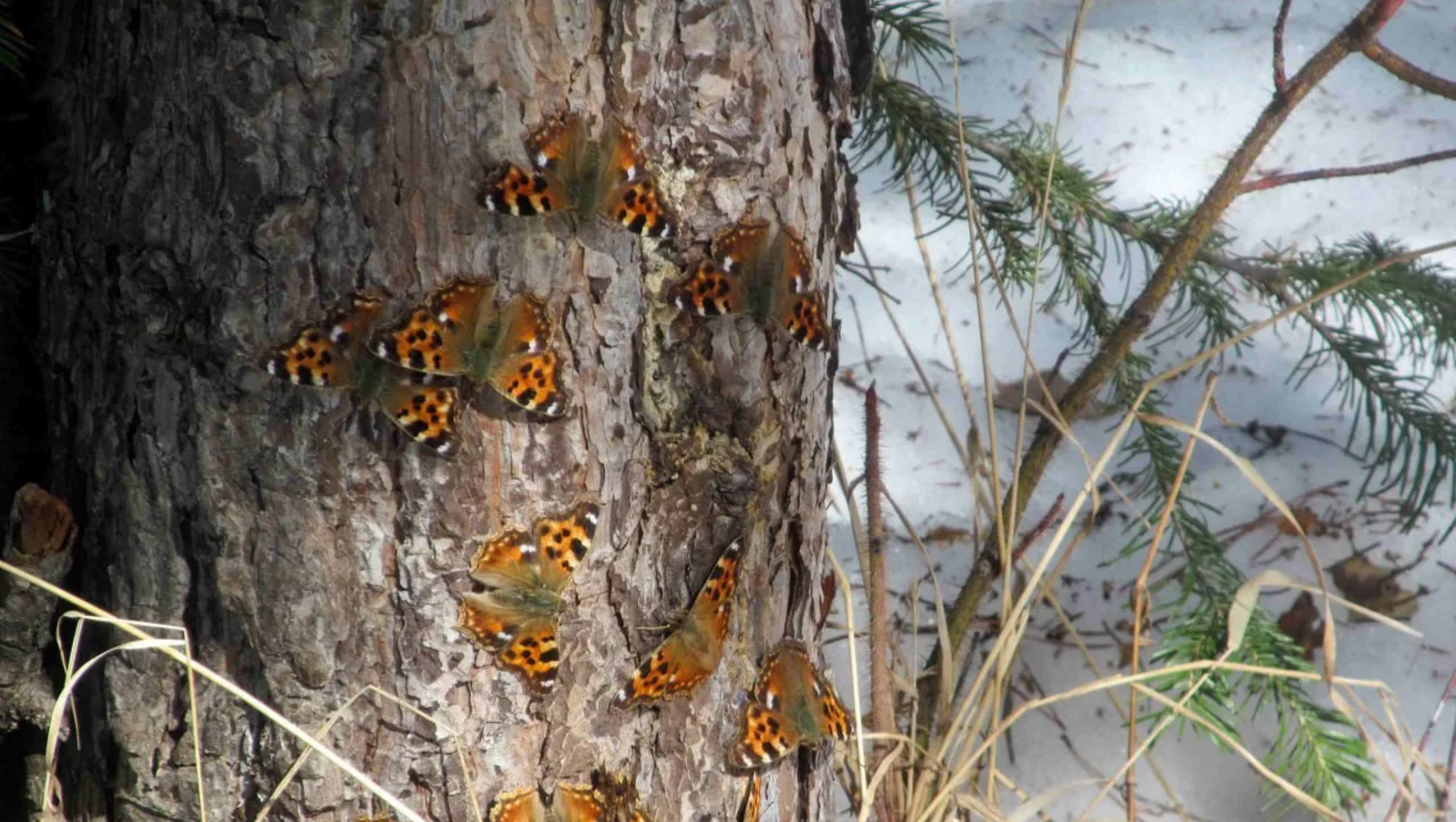В Челябинской области рекордно рано проснулись бабочки и зацвела верба