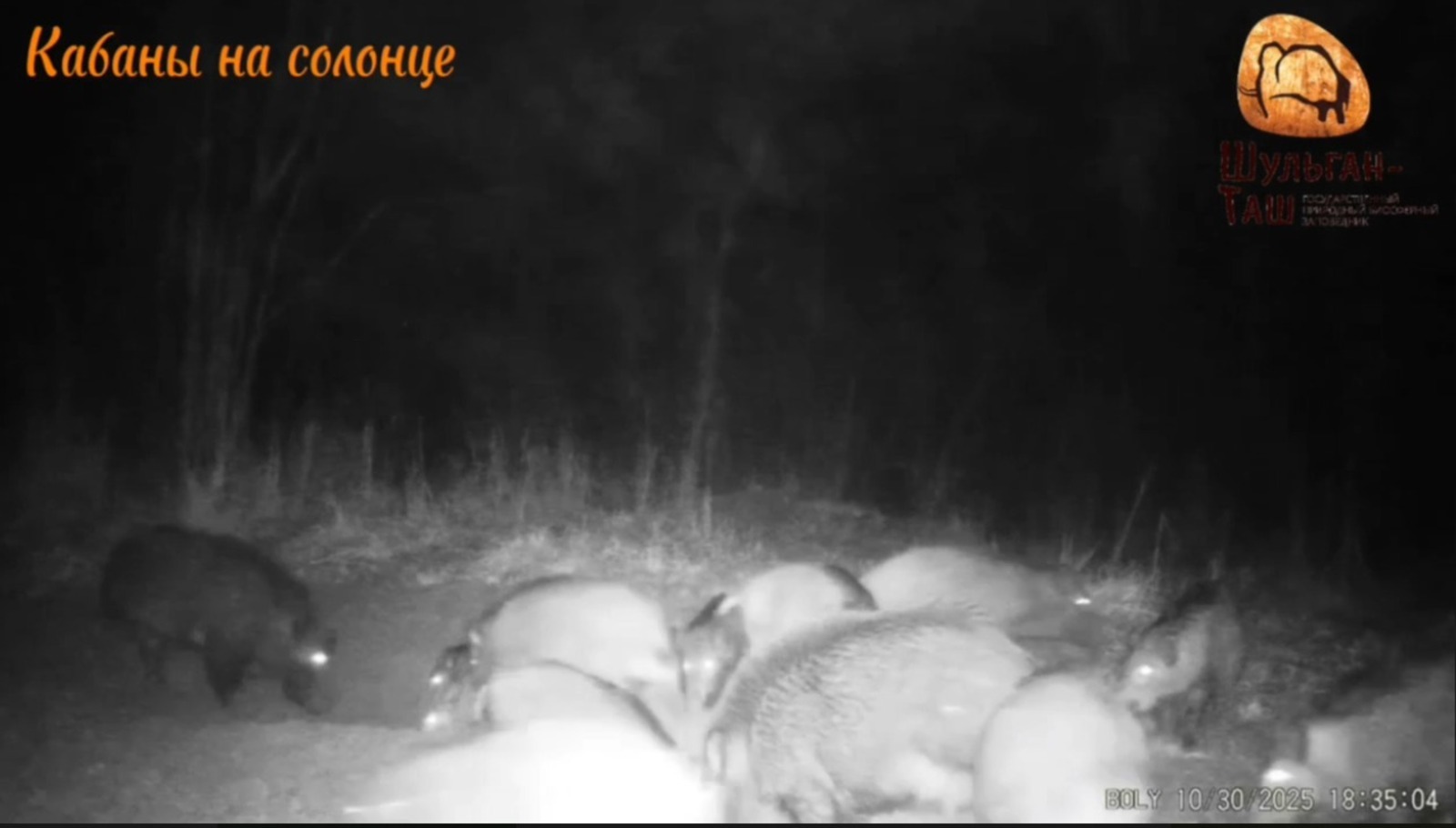 В заповеднике Башкирии засняли миграцию стада кабанов