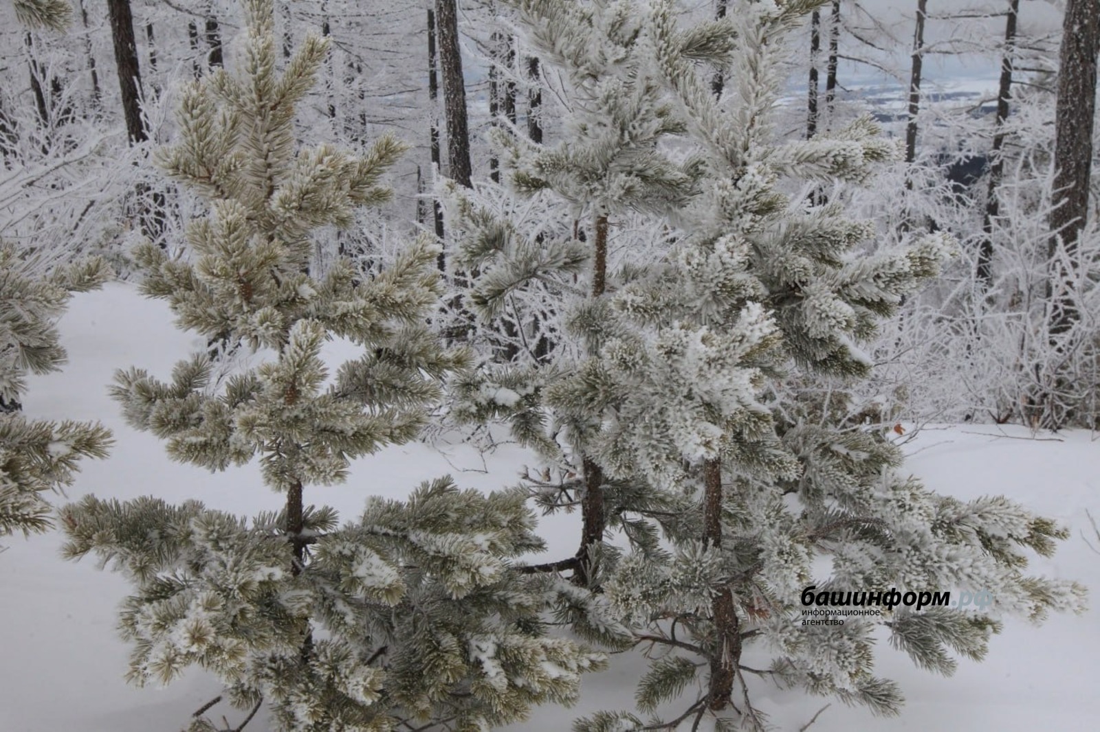 Стало известно, сколько продержатся морозы в Башкирии