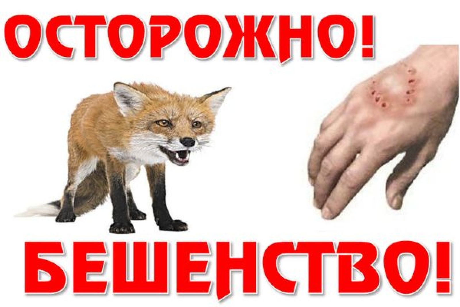 Что нужно знать о бешенстве?