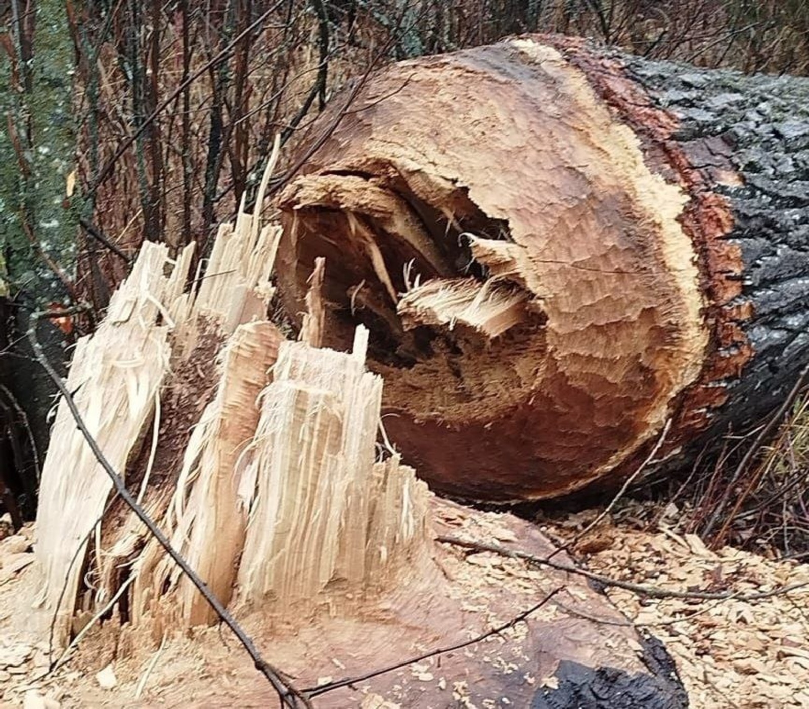 В Башкирии в заповеднике бобры «спилили» большое дерево