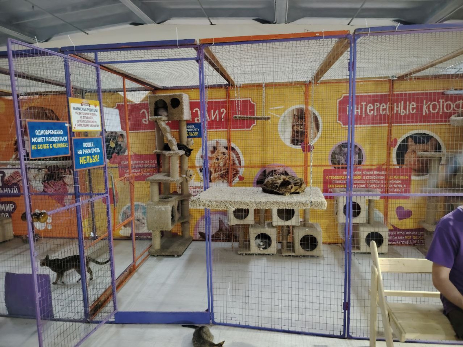 В Башкирии нашли нарушения на выставке животных