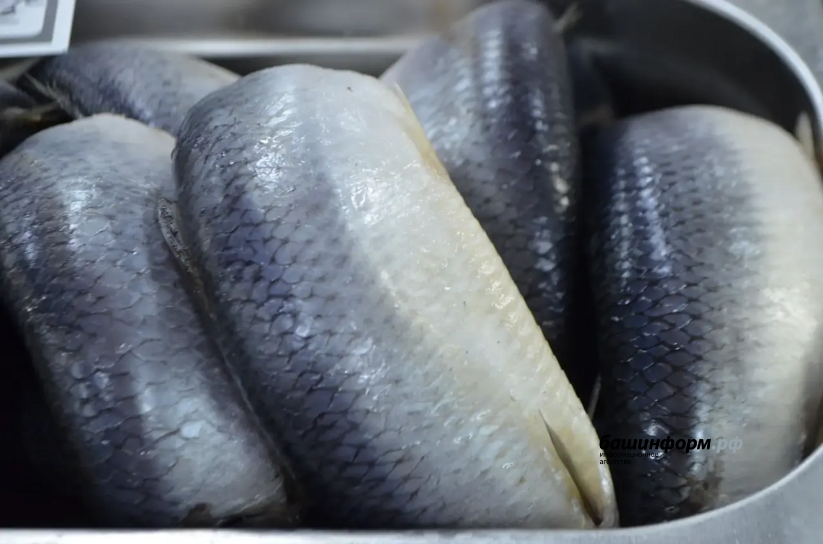 Жителям Башкирии рассказали, на что обратить внимание при покупке рыбы