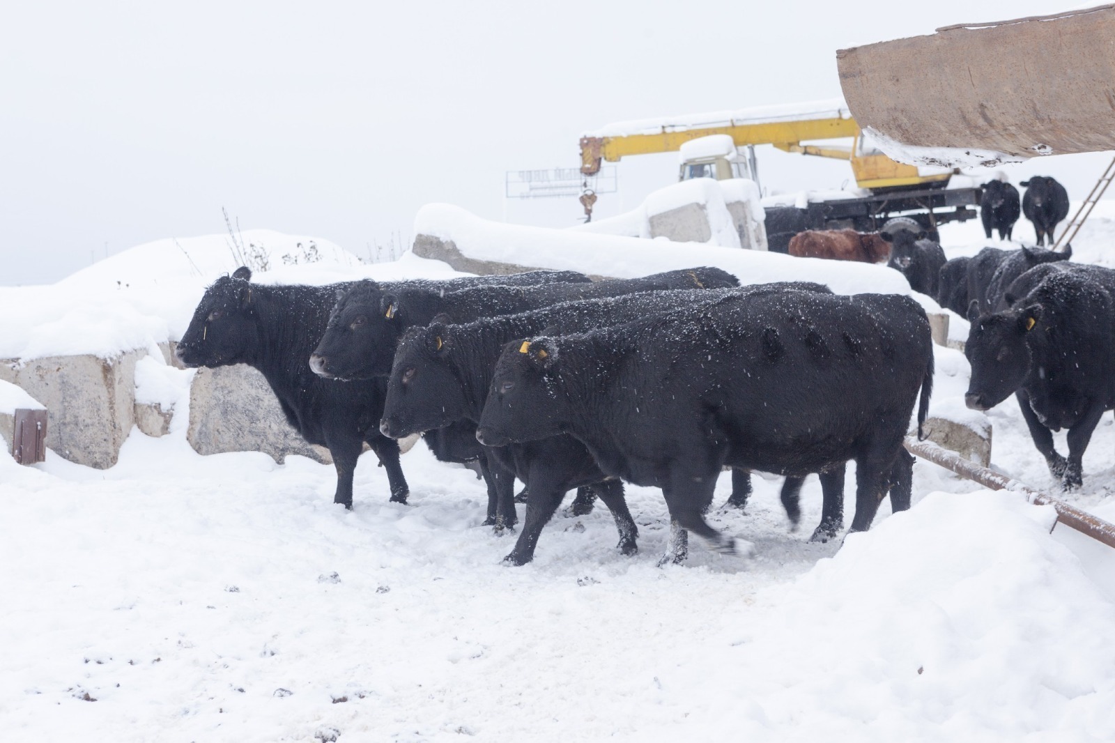 Почему коровы исчезли с пастбищ Башкирии
