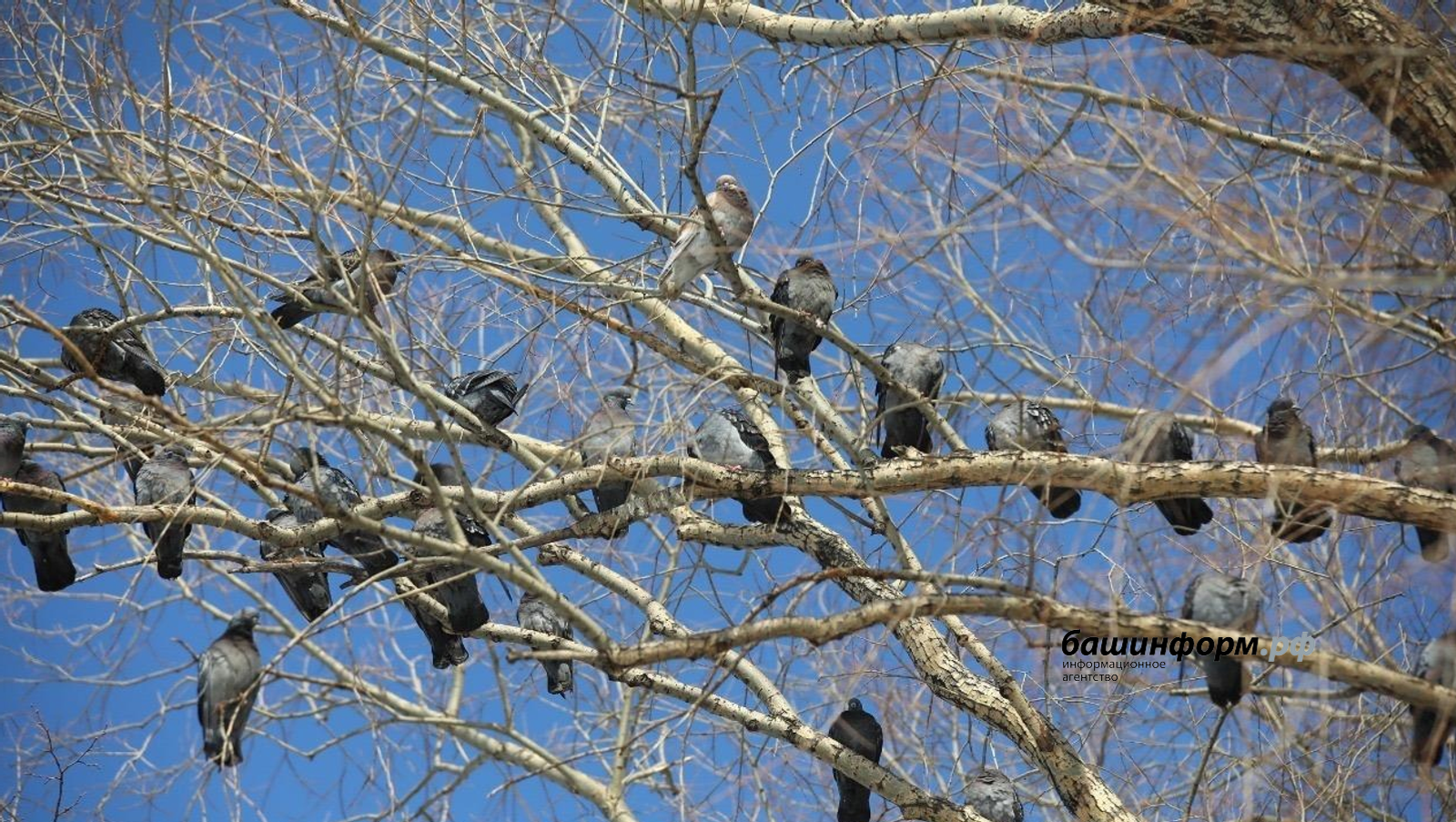 В Башкирии ожидается потепление до +16 градусов и сильный ветер