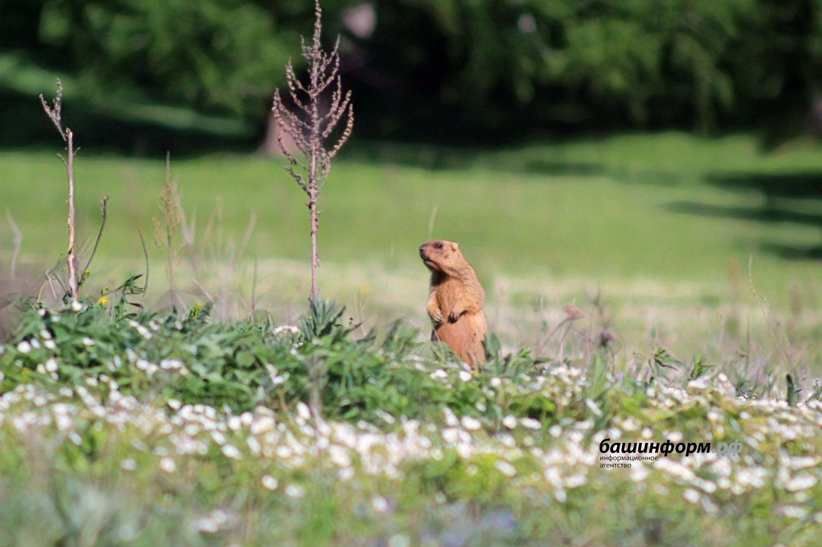 В Башкирии проснулись сурки и суслики
