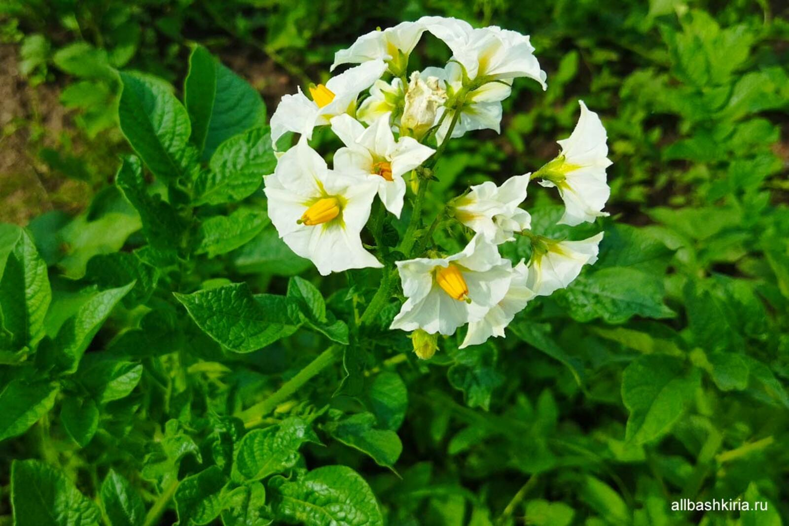 Специалисты рассказали о правильной подкормке картофеля в июле