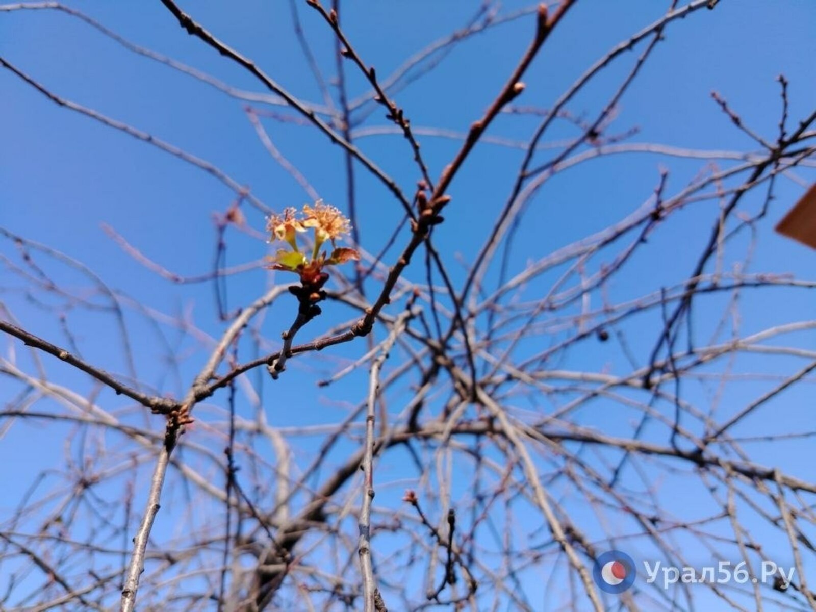 Из-за теплого ноября и отсутствия стабильных морозов зацвела вишня