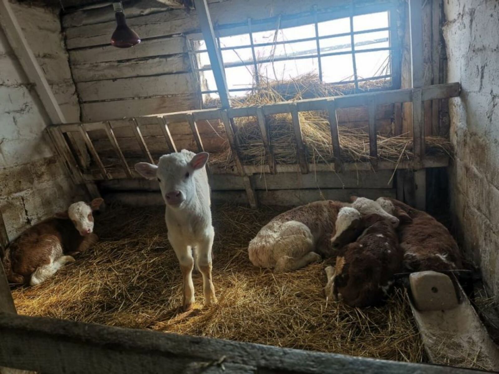 В сельском хозяйстве Хайбуллинского района близится к завершению зимовка скота