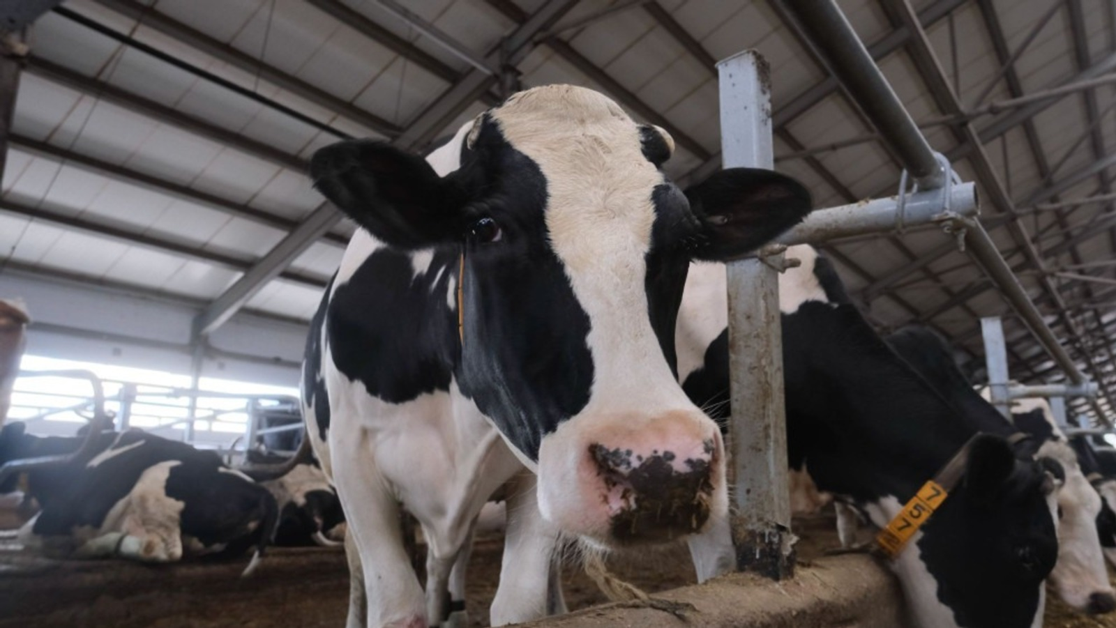 Башкирия готова продать 5 тысяч голов племенного молодняка сельхозживотных