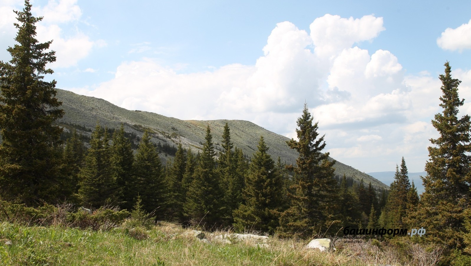 Грибной сезон: в лесах Башкирии пропали шесть человек