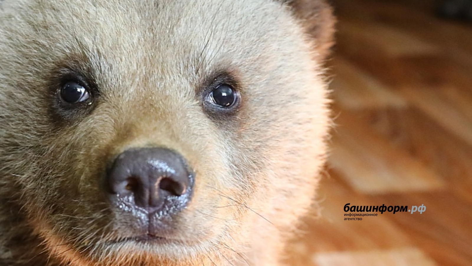 На жителя Башкирии напал медвежонок