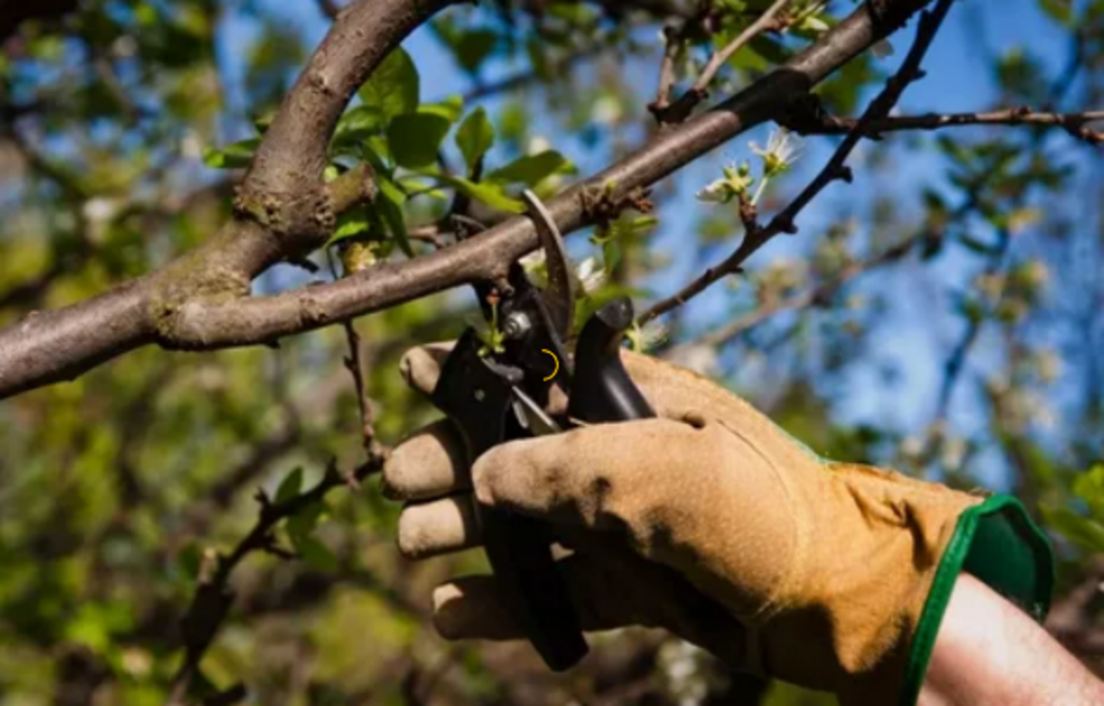 Как ухаживать за плодовыми деревьями весной