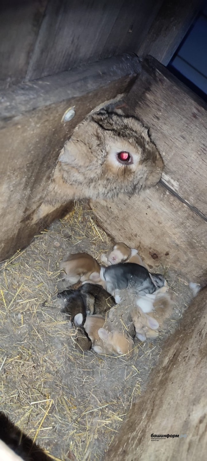 Школьник-фермер: в Башкирии девятиклассник разводит кроликов и кур