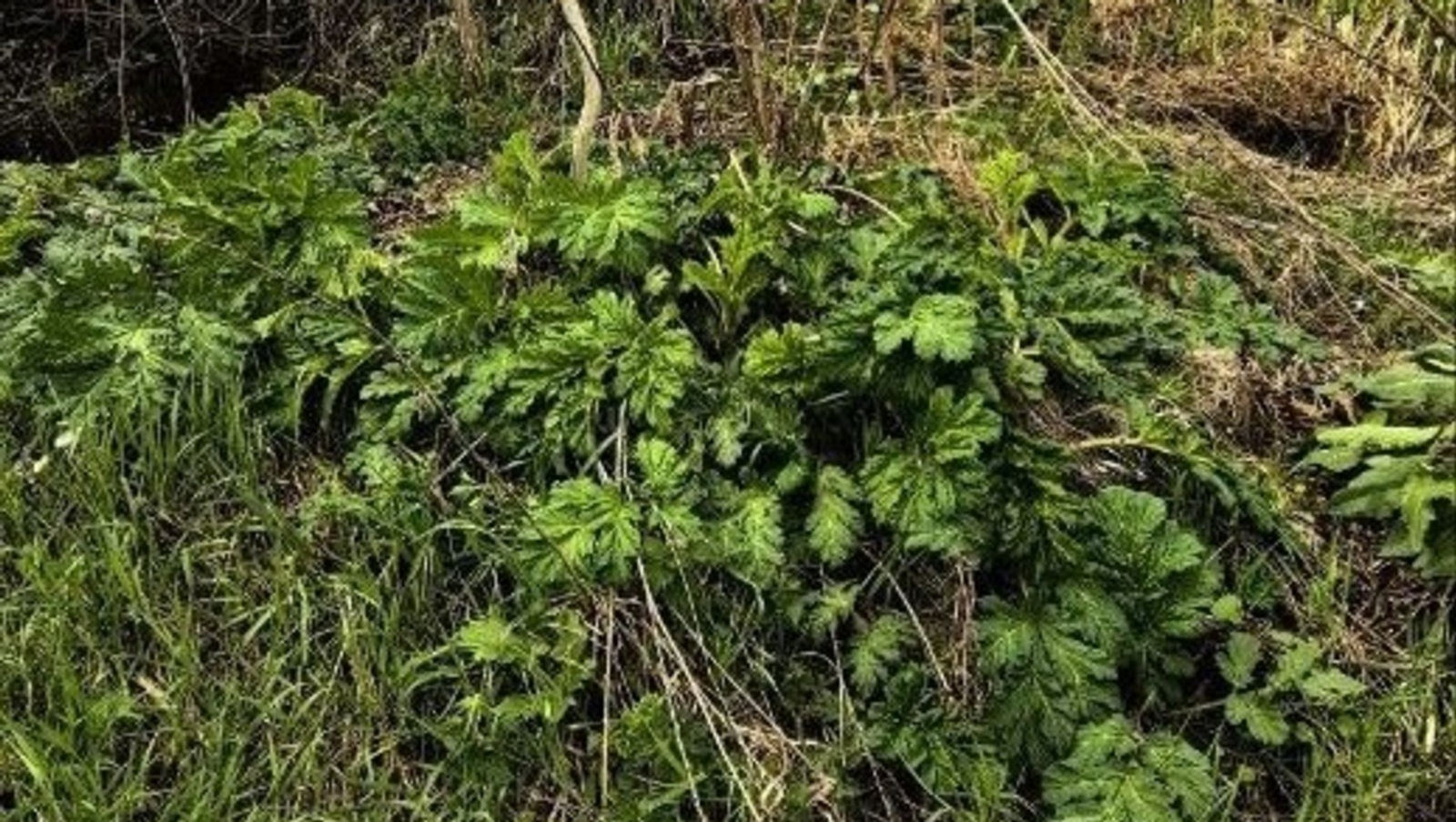 Стало известно, где в Башкирии распространяется борщевик