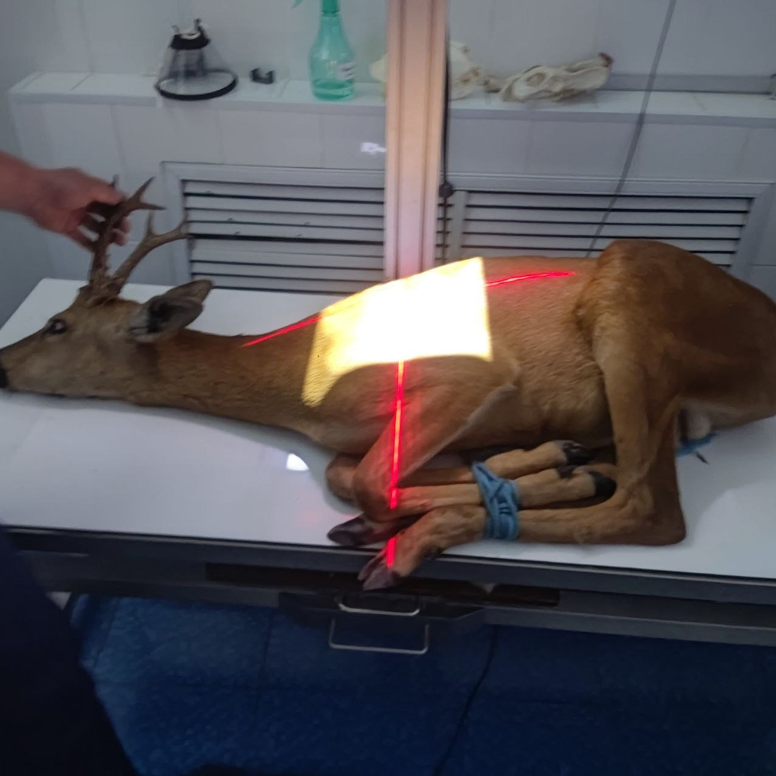 В Уфе спасают сбитую на дороге косулю