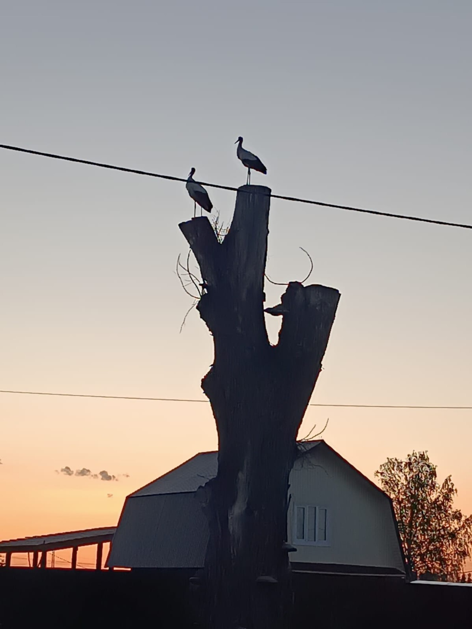 В Башкирии заметили семью аистов