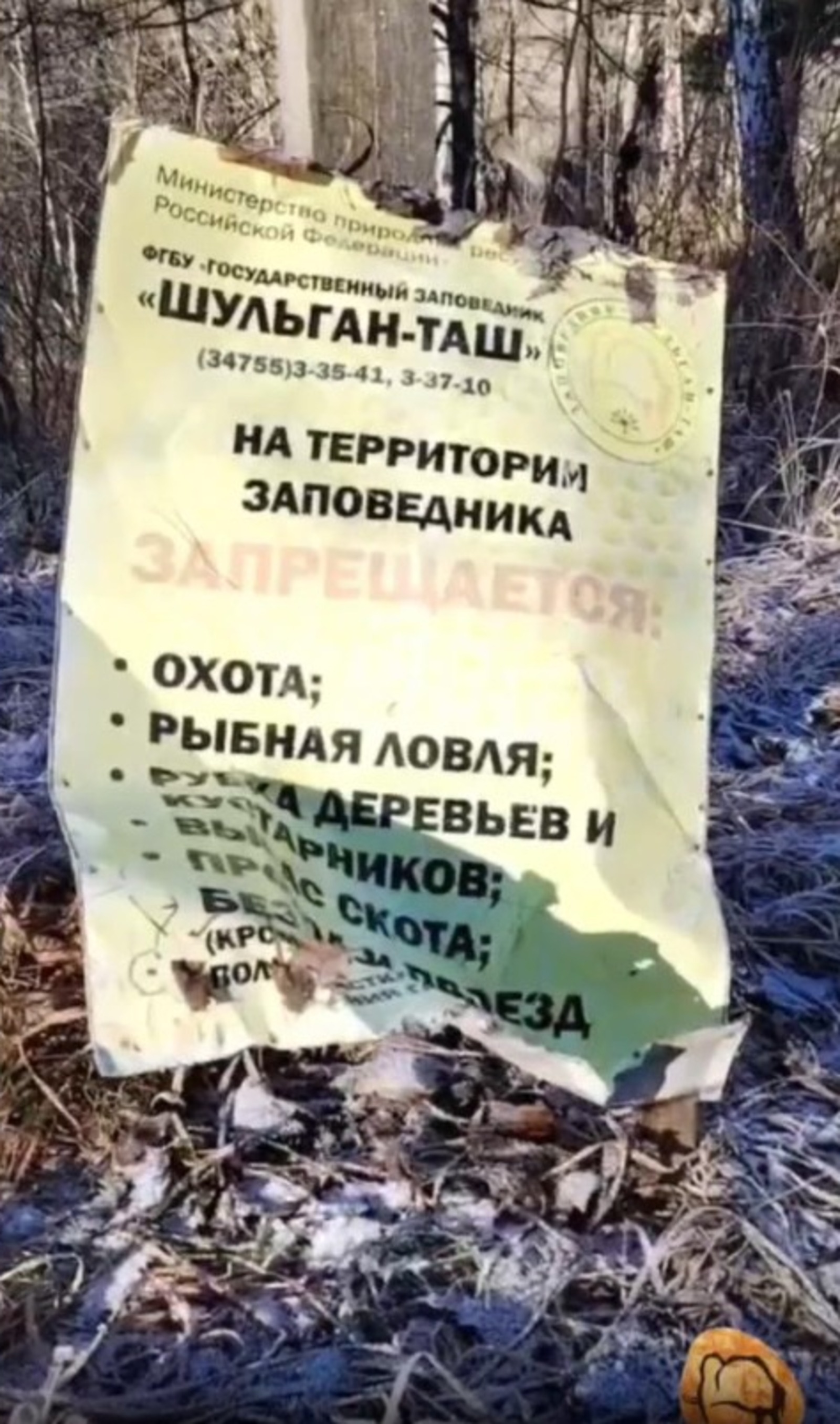 В Башкирии заповедный лось попался на вандализме