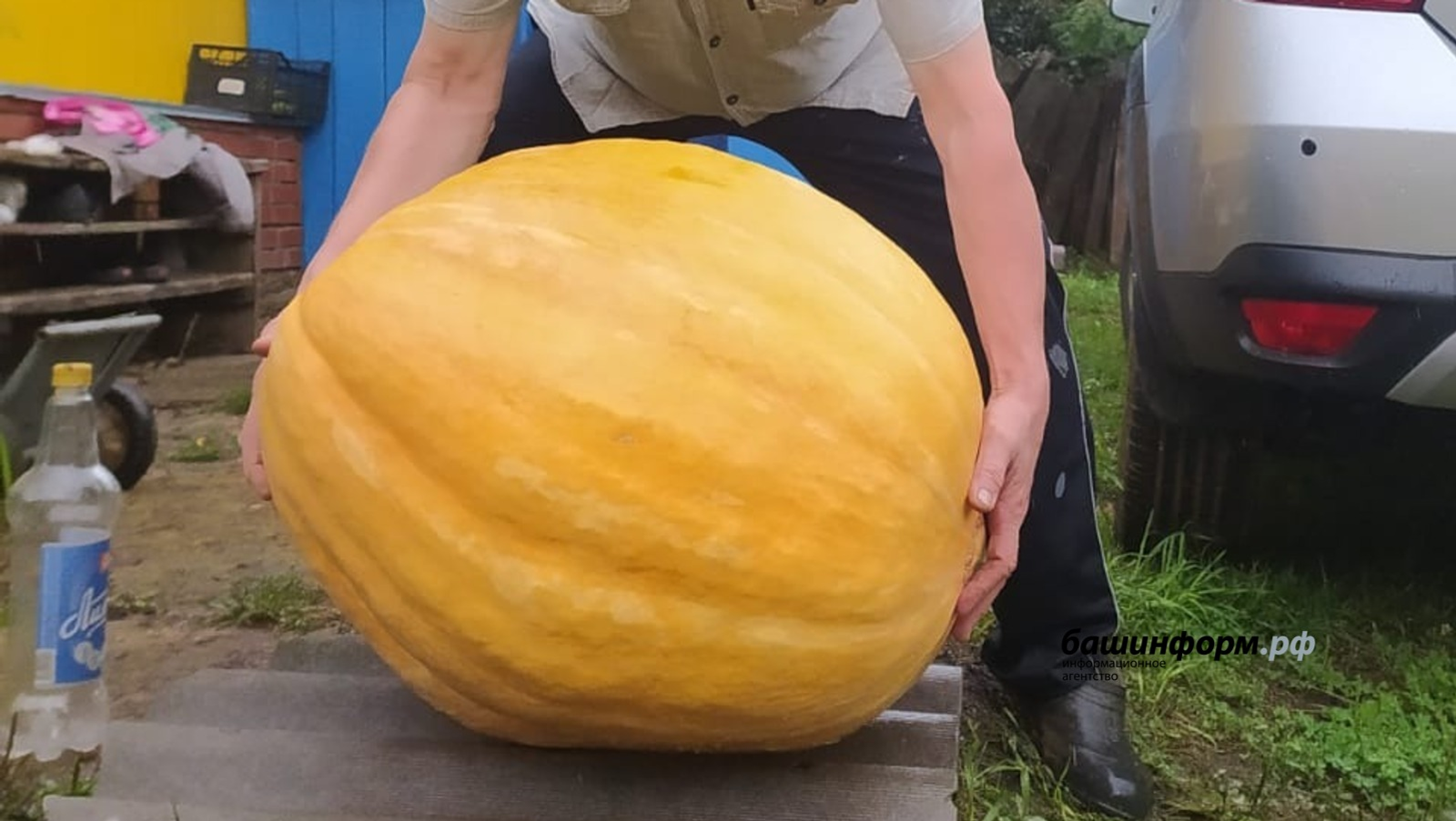 Семья из Башкирии вырастила гигантские тыквы