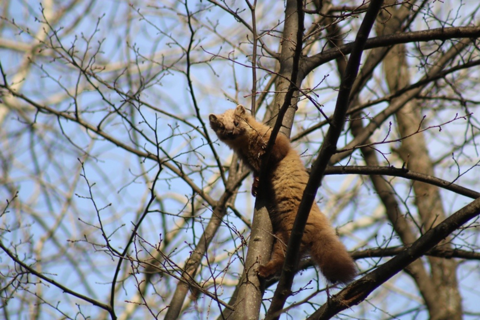 В нацпарке «Башкирия» рассказали о повадках куниц