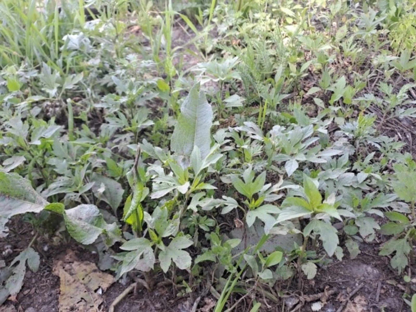 В районе Башкирии ввели карантин из-за распространения вредного растения