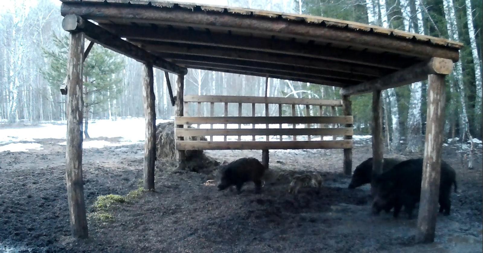 В Башкирии в фотоловушку попала семья кабанов с крошечными поросятами