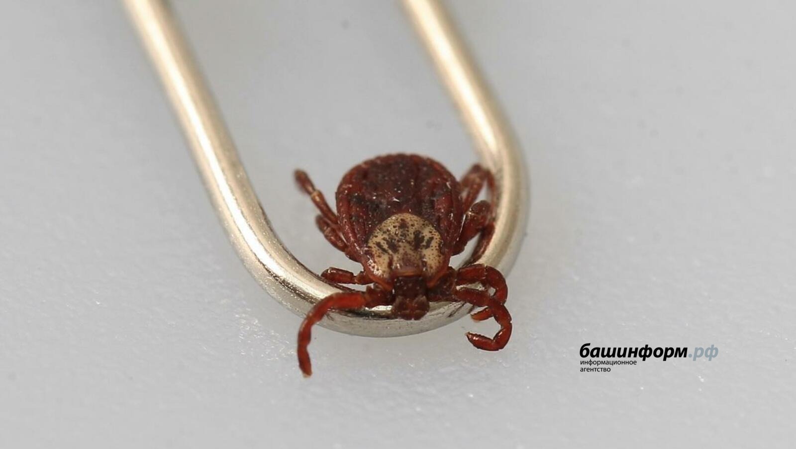 В Башкирии выросло число пострадавших от укусов клещей