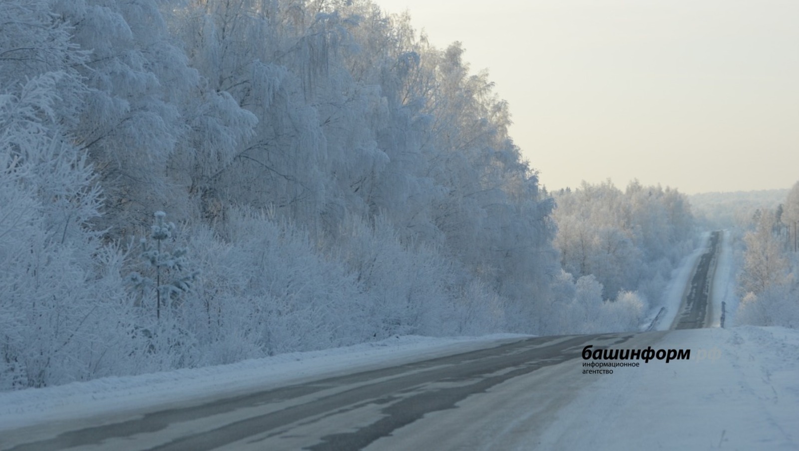 В районе Башкирии охотникам выплатят увеличенные премии за отстрел волков