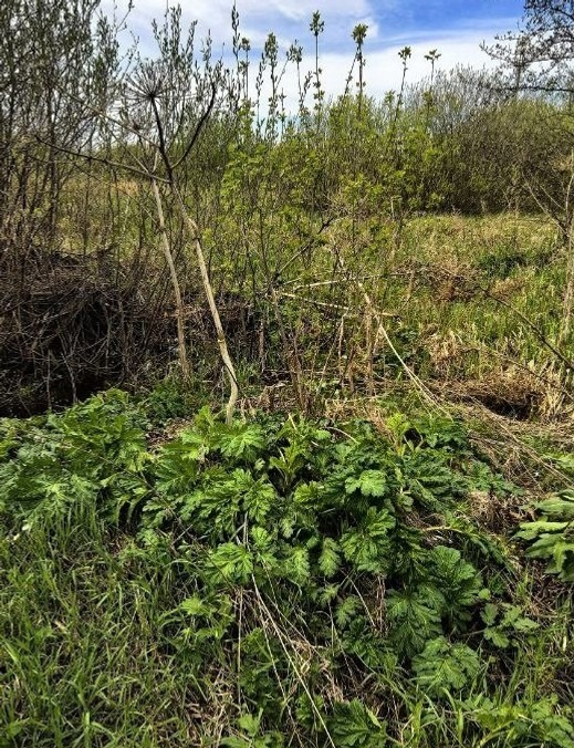 Стало известно, где в Башкирии распространяется борщевик