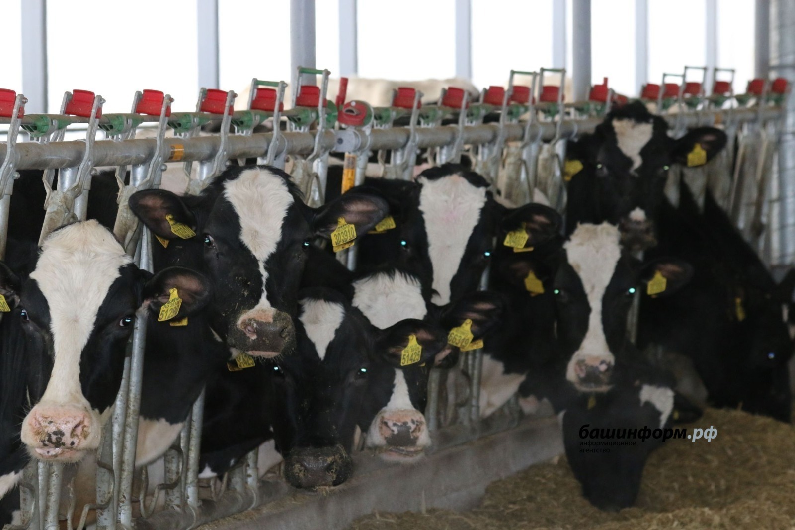 Племенные хозяйства Башкирии смогут устанавливать стандарты качества