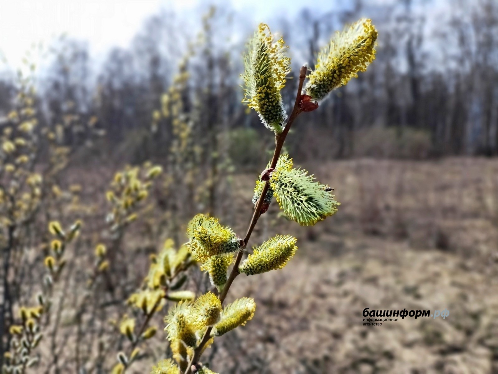 Православные отмечают Вербное воскресенье