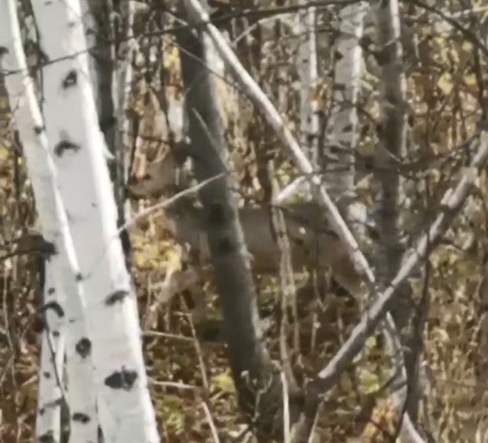 Встреча с косулей