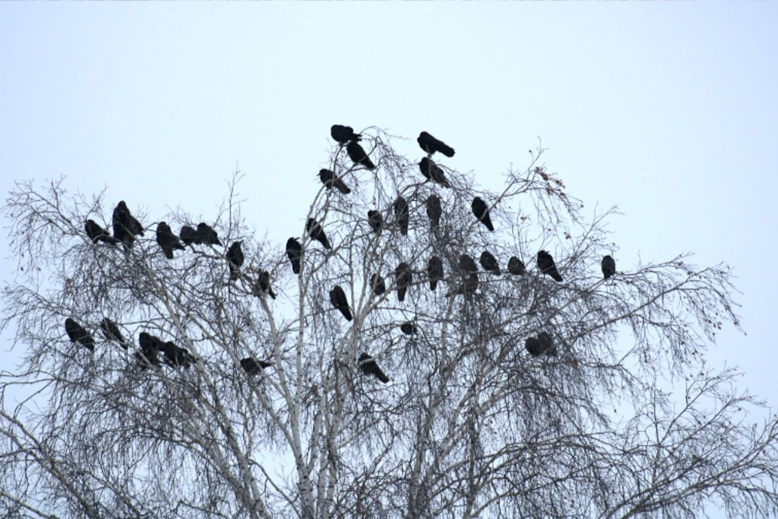 Весна пришла: над Нугушом в Башкирии заметили большую стаю грачей