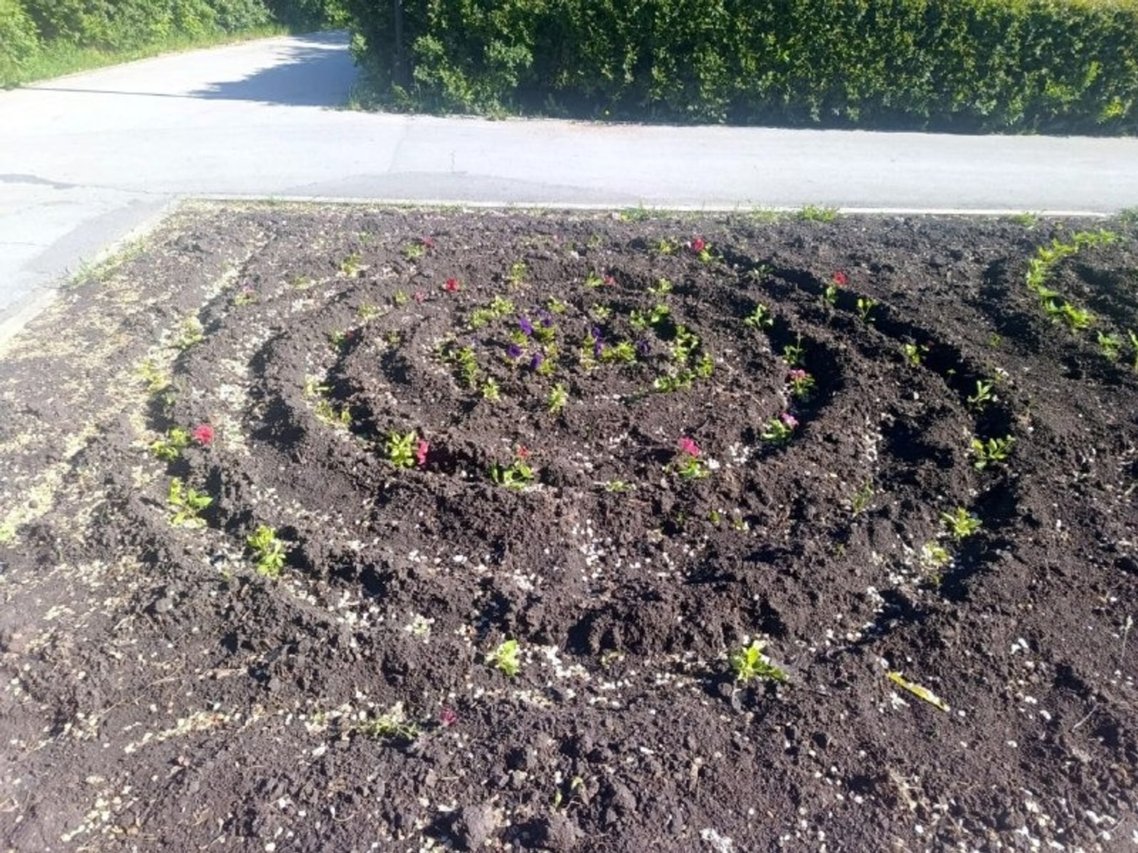 В Башкирии вандалы своровали целую клумбу цветов