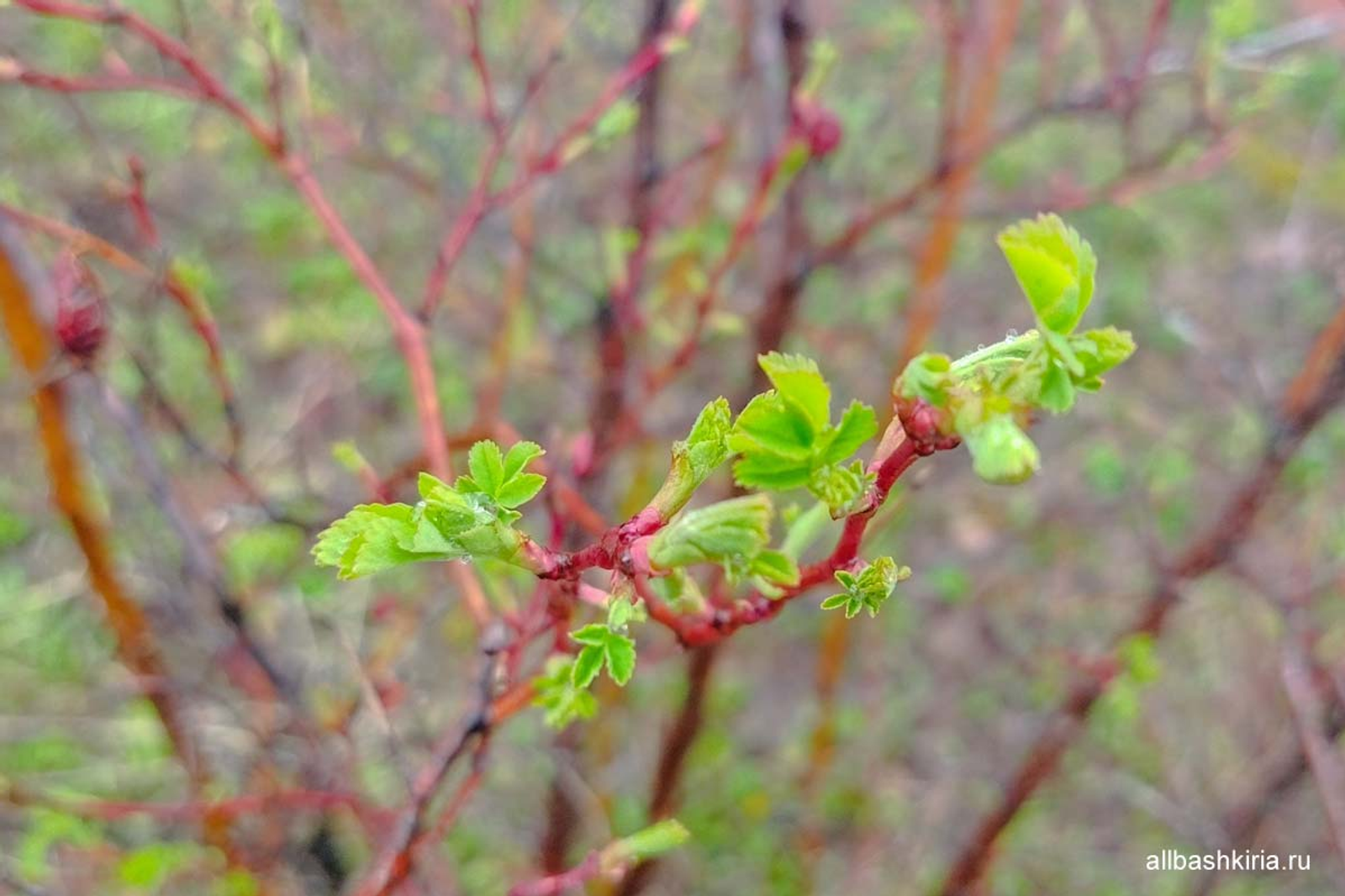 Синоптики предупредили о порывистом ветре и дымке в Башкирии 27 апреля