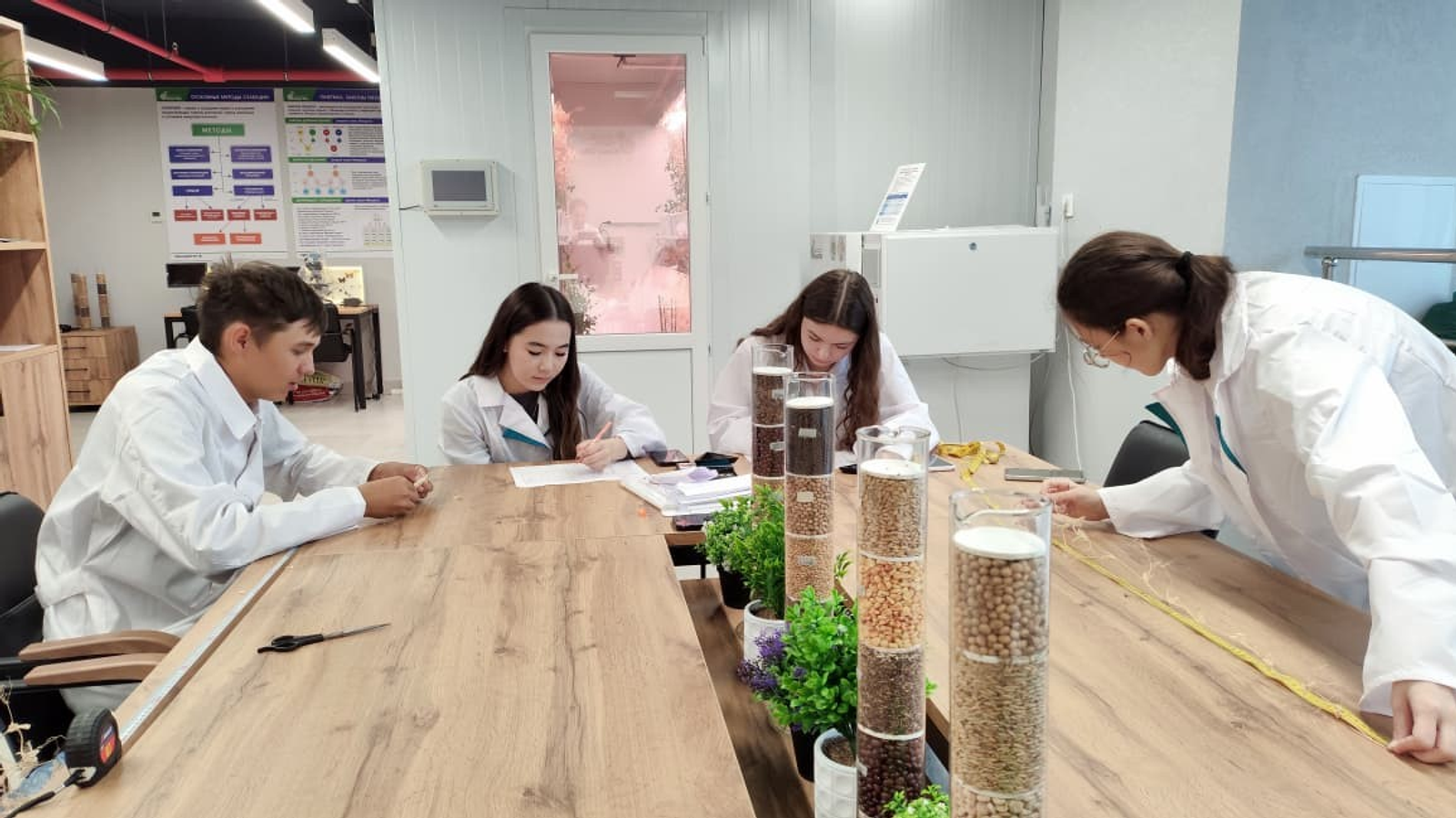 В Межвузовском кампусе Уфы собрали урожай экспериментального гороха