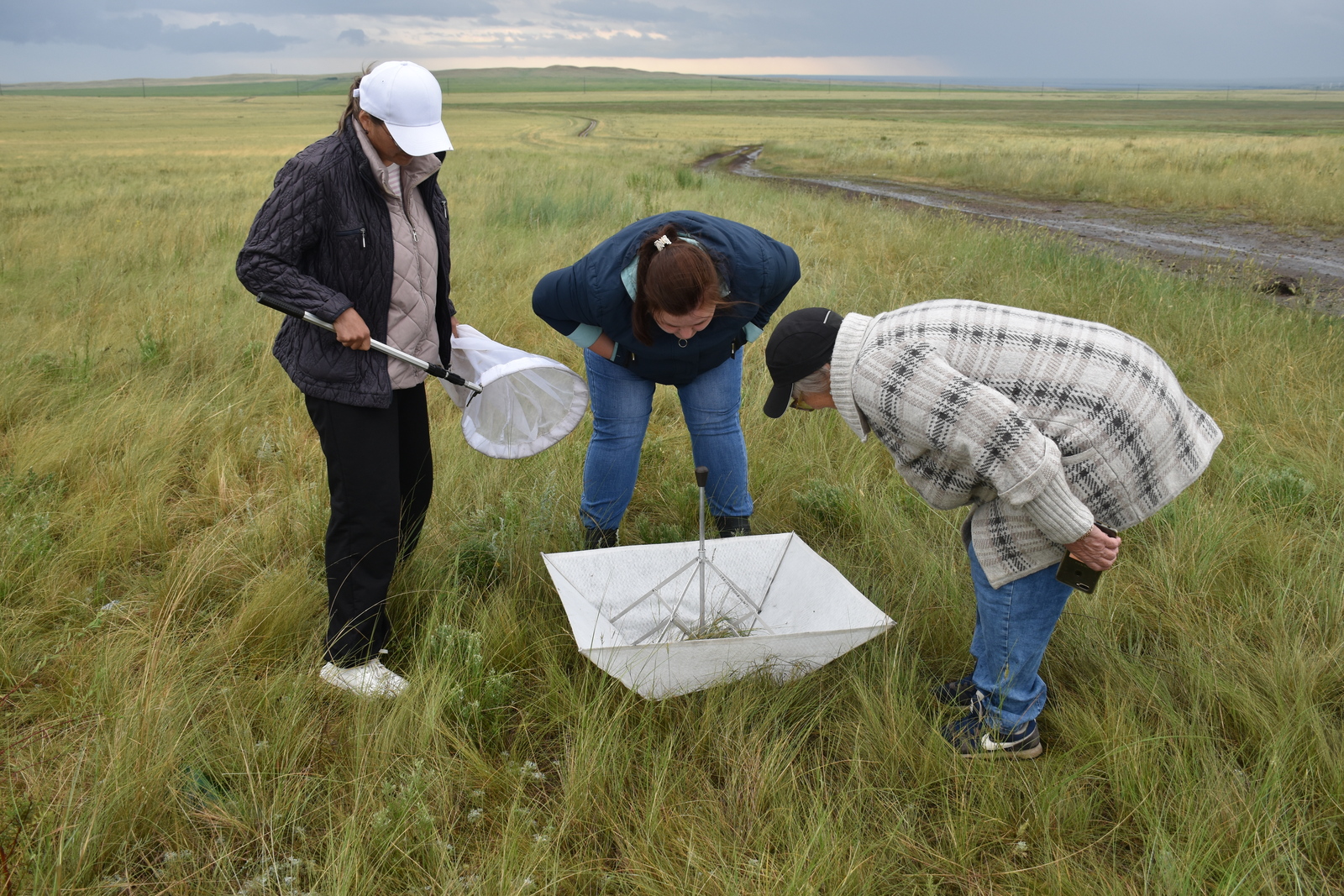 Башкирские и оренбургские поля обследовали на саранчу
