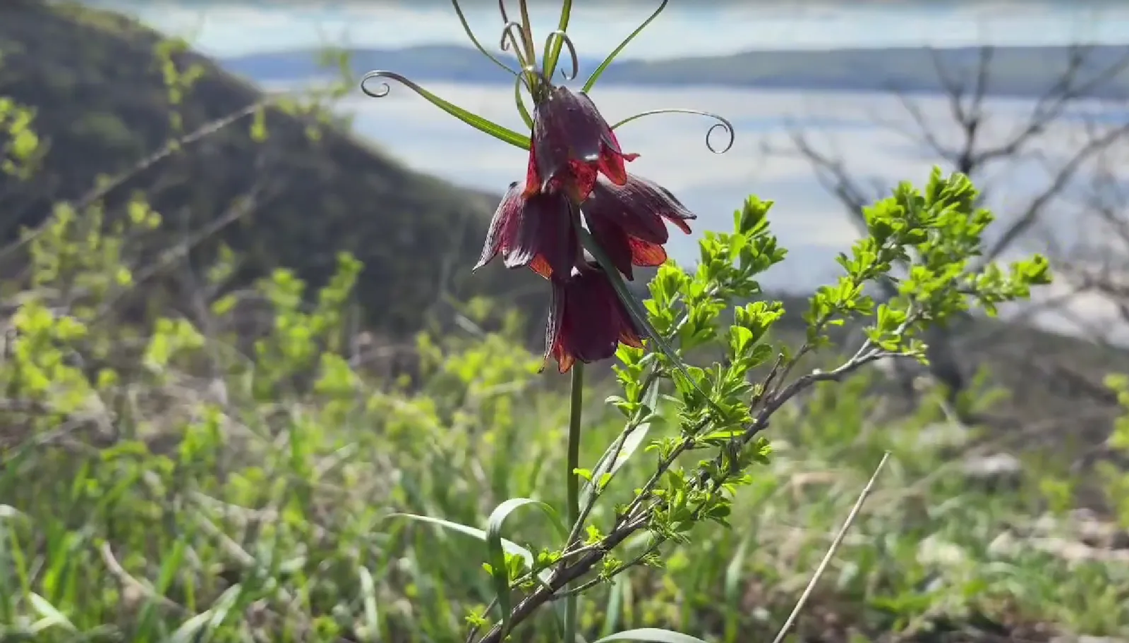 Краснокнижный рябчик русский расцвел в нацпарке «Башкирия»