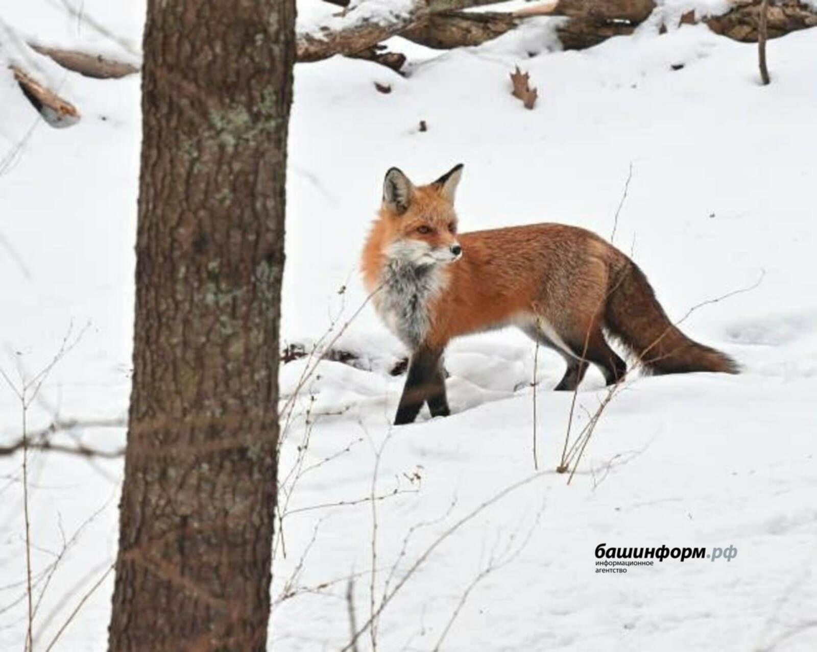 В Башкирии участились случаи выхода лис к жилым домам