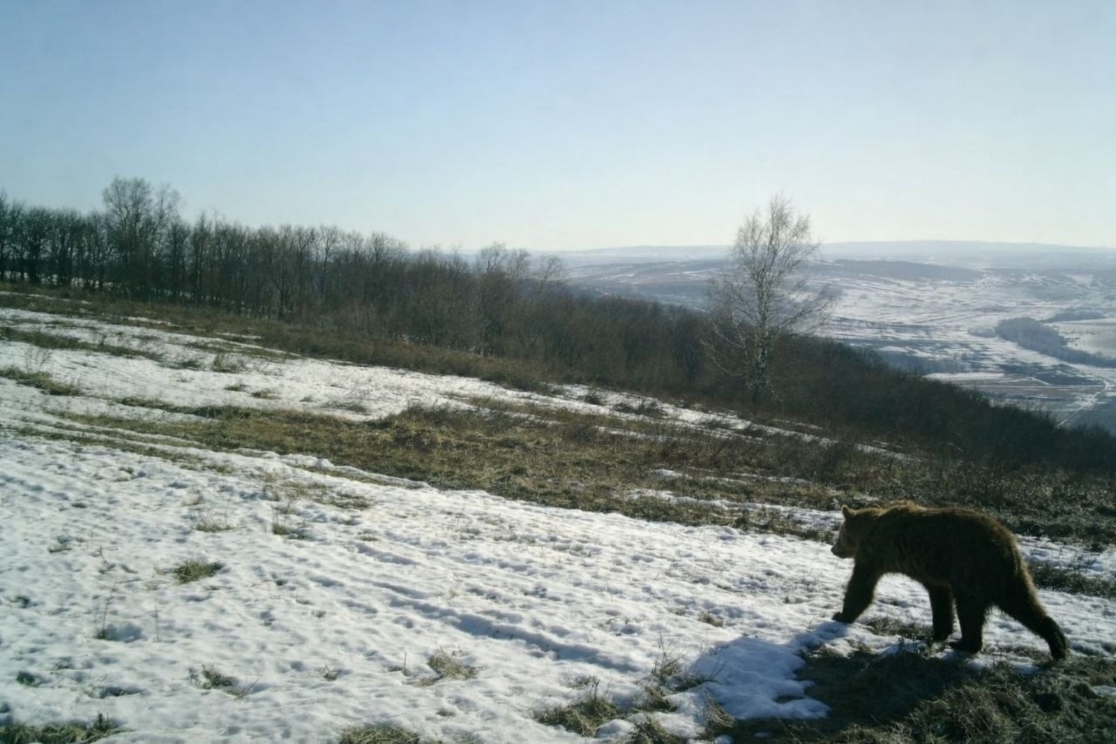 В нацпарке «Башкирия» просыпаются медведи