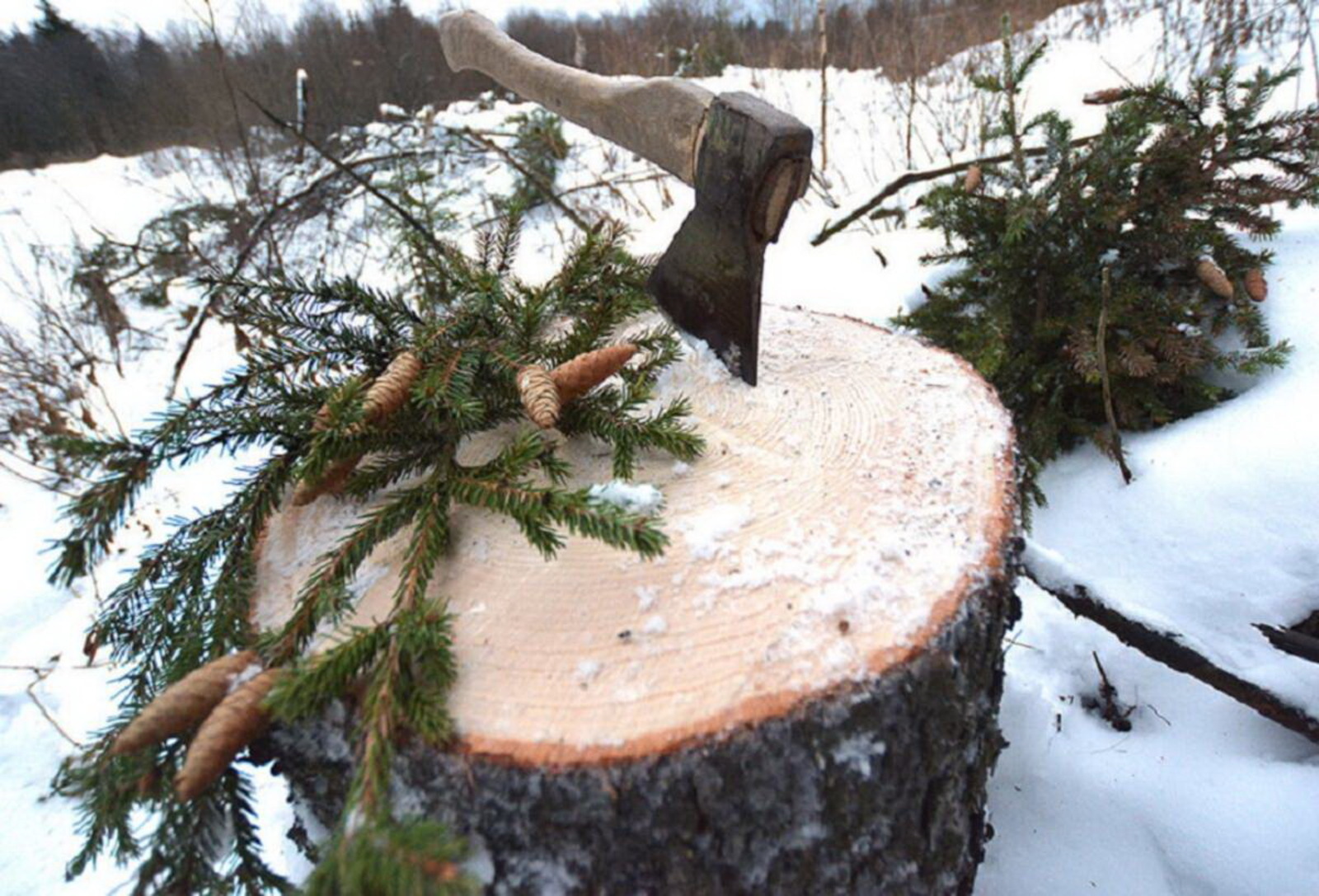 Не совершайте незаконную рубку елки!