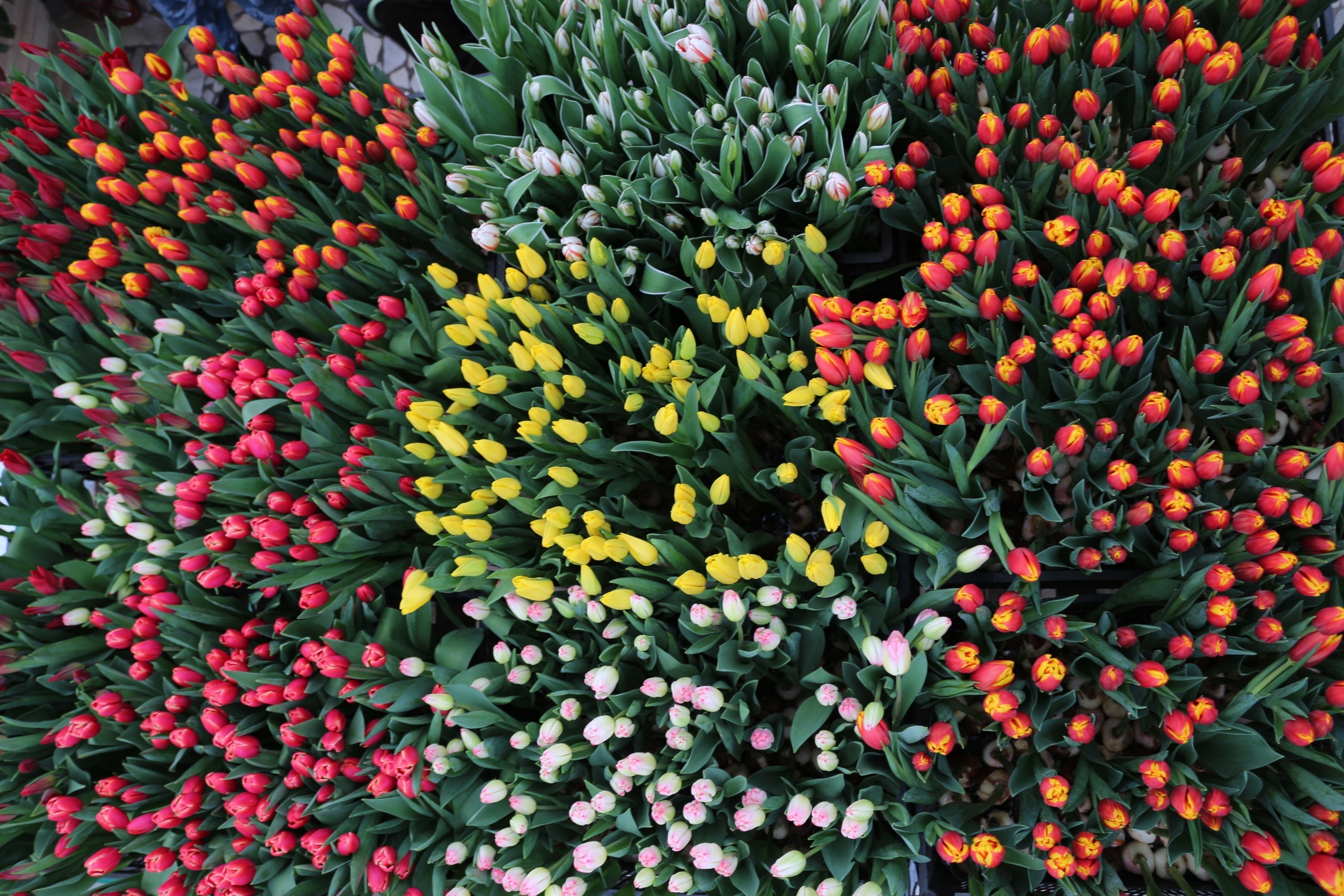 Тюльпан - символ весны и женского праздника