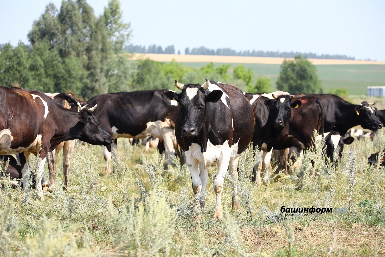 В закон РФ «О племенном животноводстве» внесли важные изменения