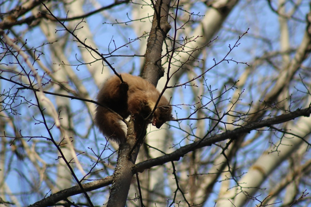 В нацпарке «Башкирия» рассказали о повадках куниц