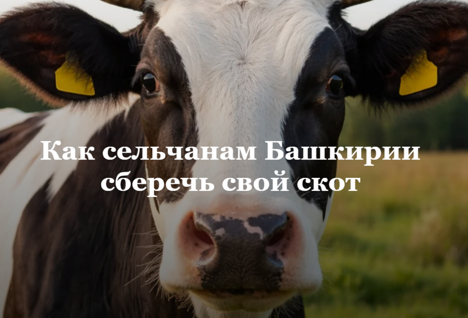 Как жителям Башкирии защитить скот от опасных заболеваний и гибели