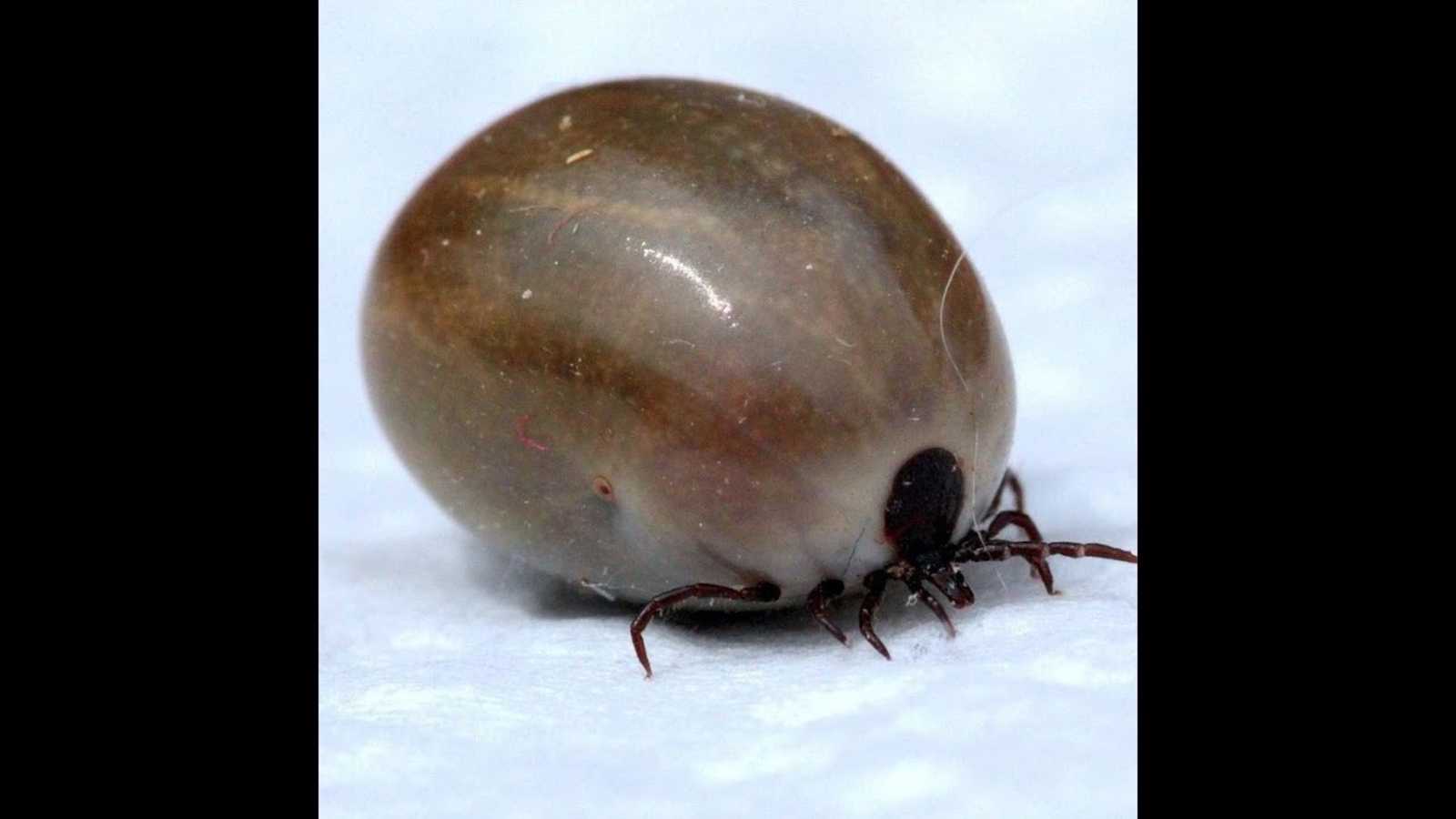 С апреля в республике начинается сезон активности клещей