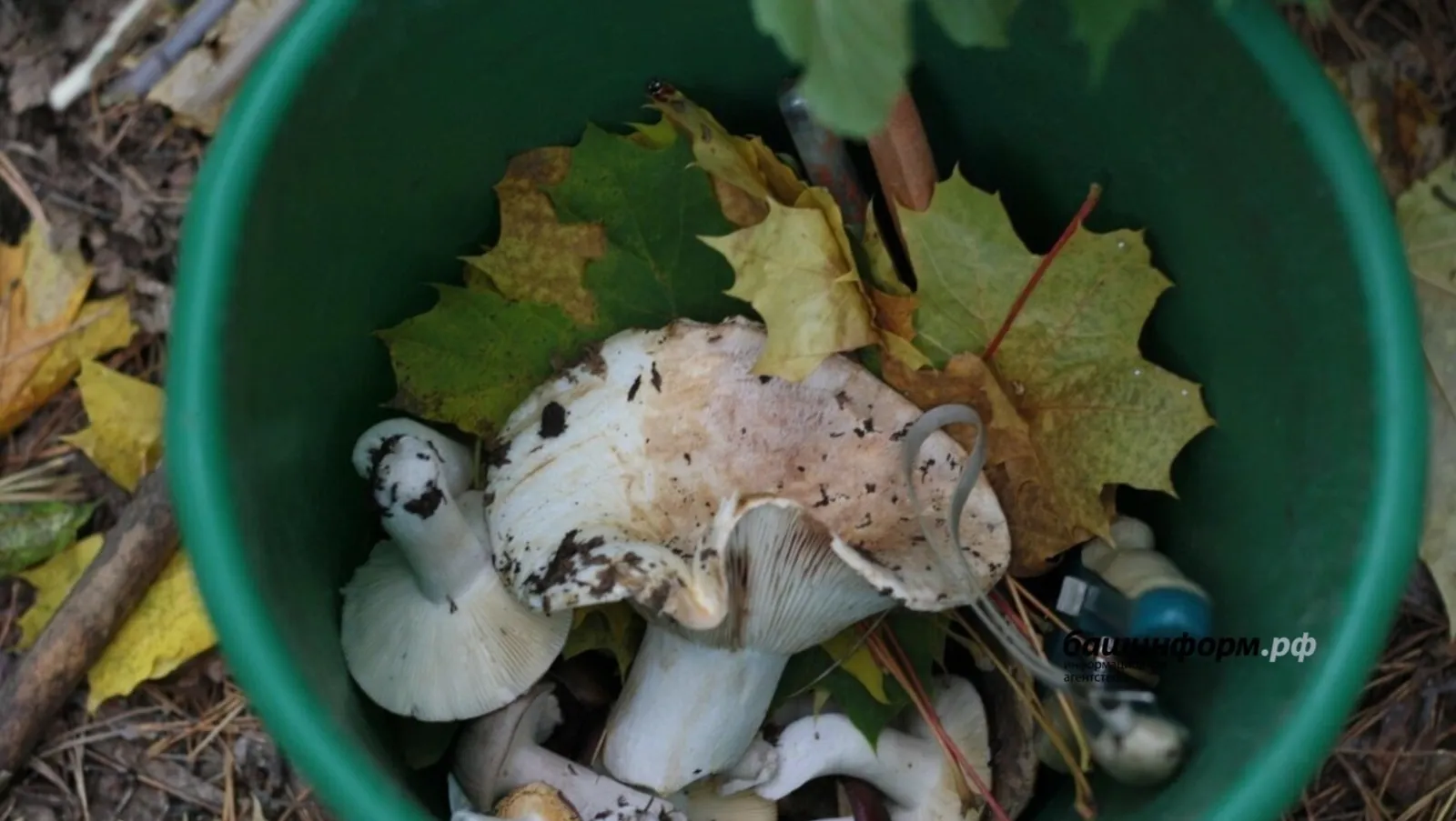 Жителям Башкирии рассказали, как избежать грибных отравлений