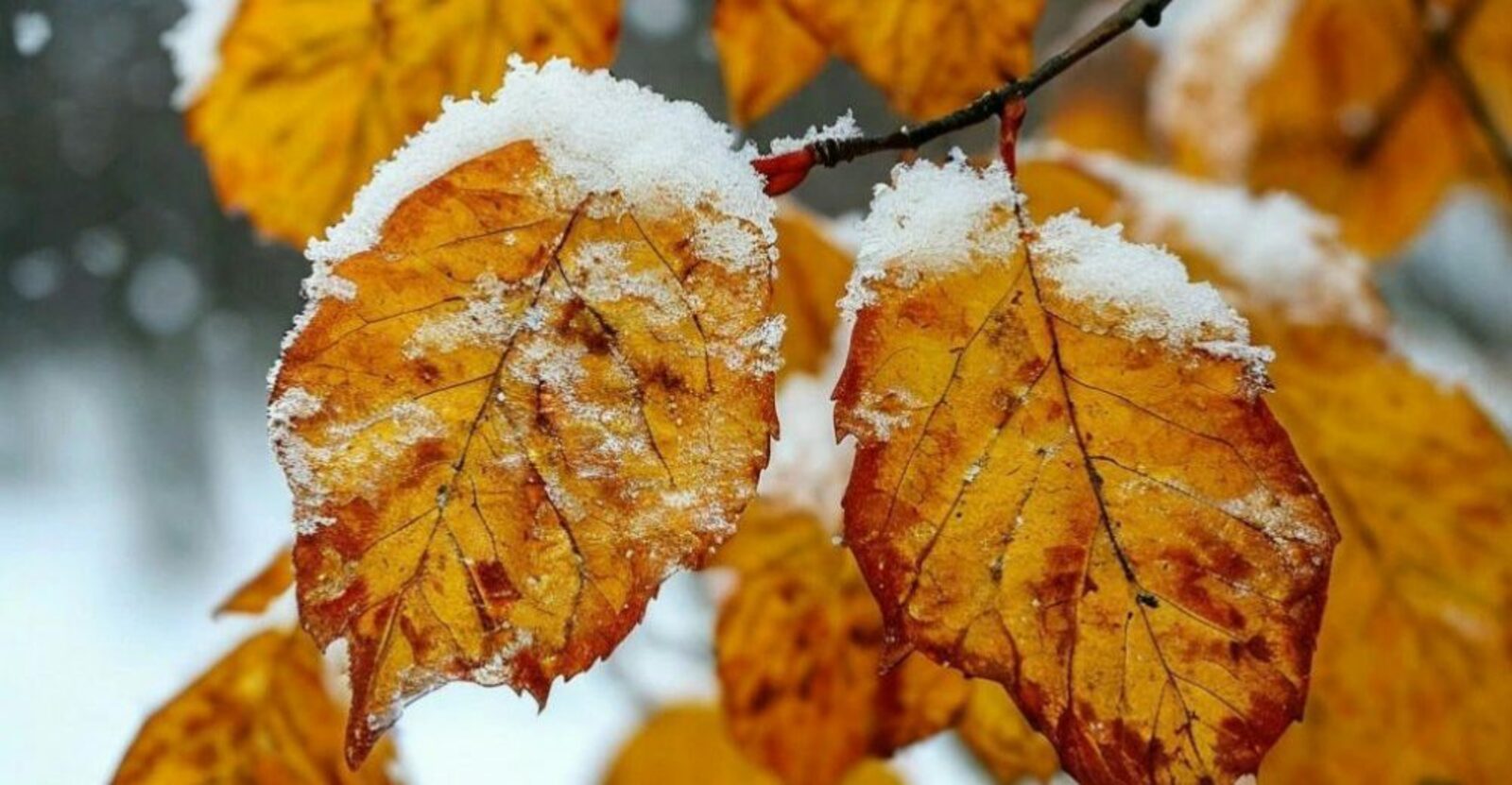 В Башкирию придут мокрый снег с дождем и гололедица