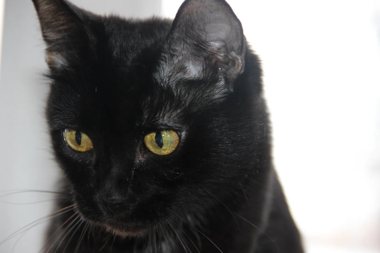 В России выпустили вакцины для кошек от бешенства и вирусных болезней