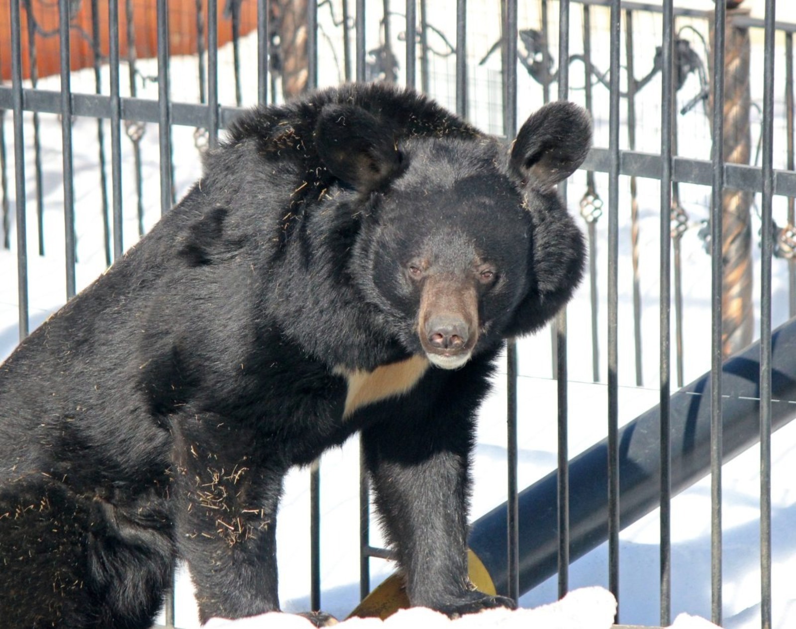 В Нижнем Новгороде из спячки вышел гималайский медведь